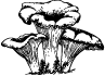 Xixak